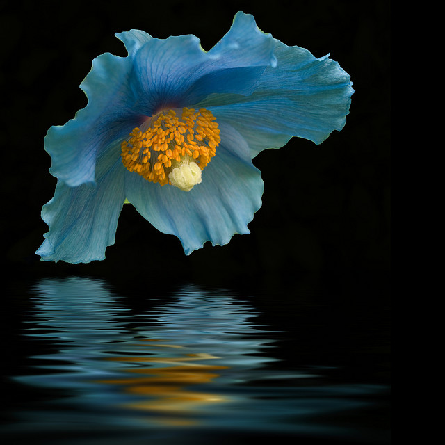 Bloemen maken blij