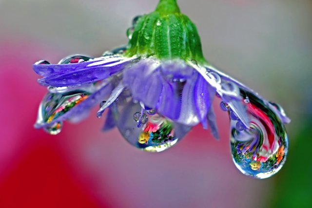 Raindrops On Flowers Raindrops On Flowers
