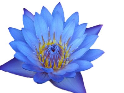 Lotus